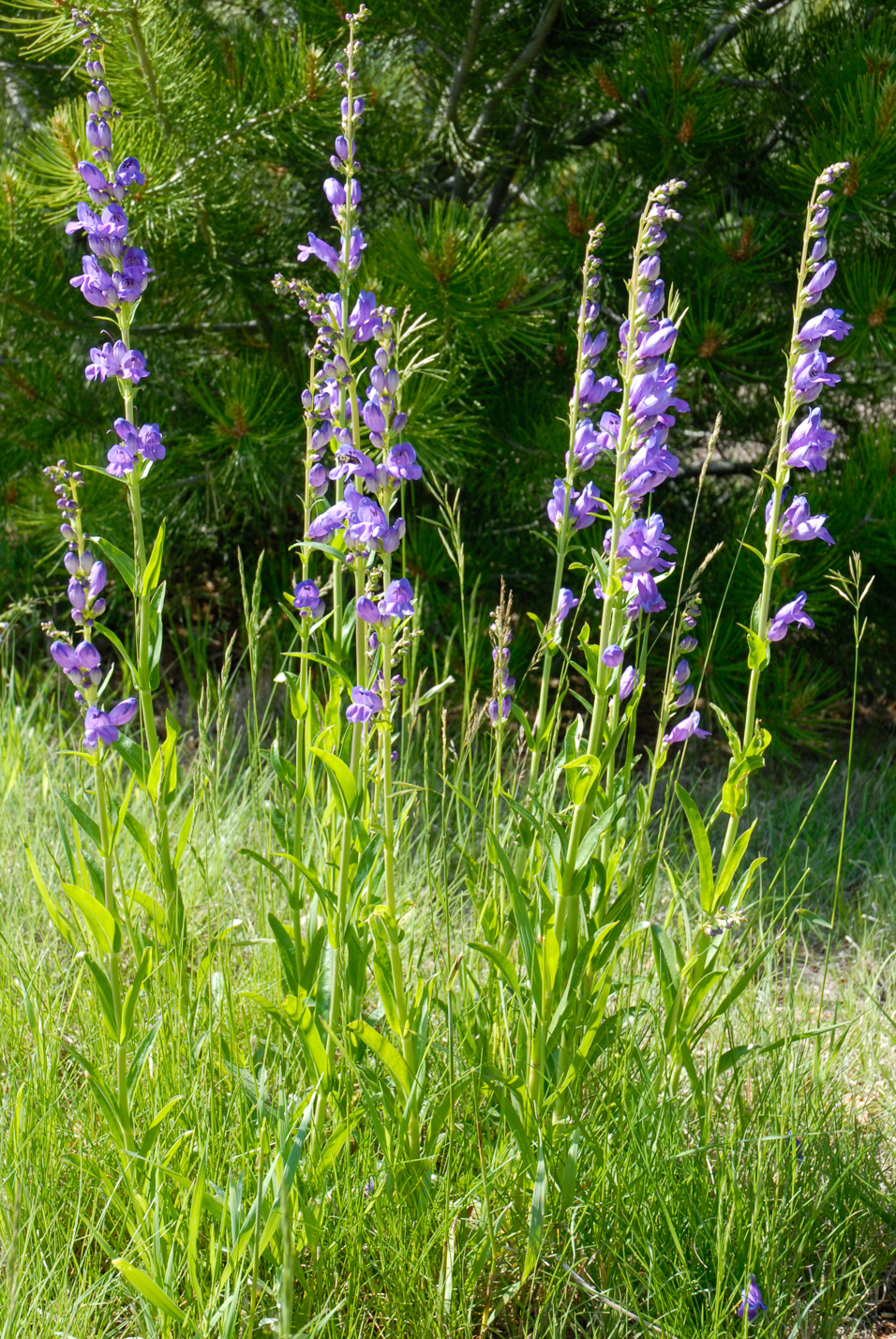 Rocky Mountain Penstemon